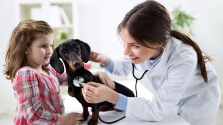 4 Ways to Boost the Efficiency of Your Veterinary Office